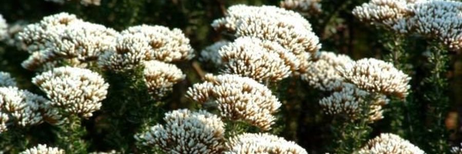 ASTERACEAE metalasia densa